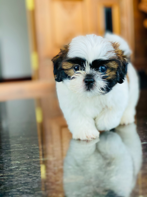 Teddy Bear Puppy For Sale - Pilesgrove Pups